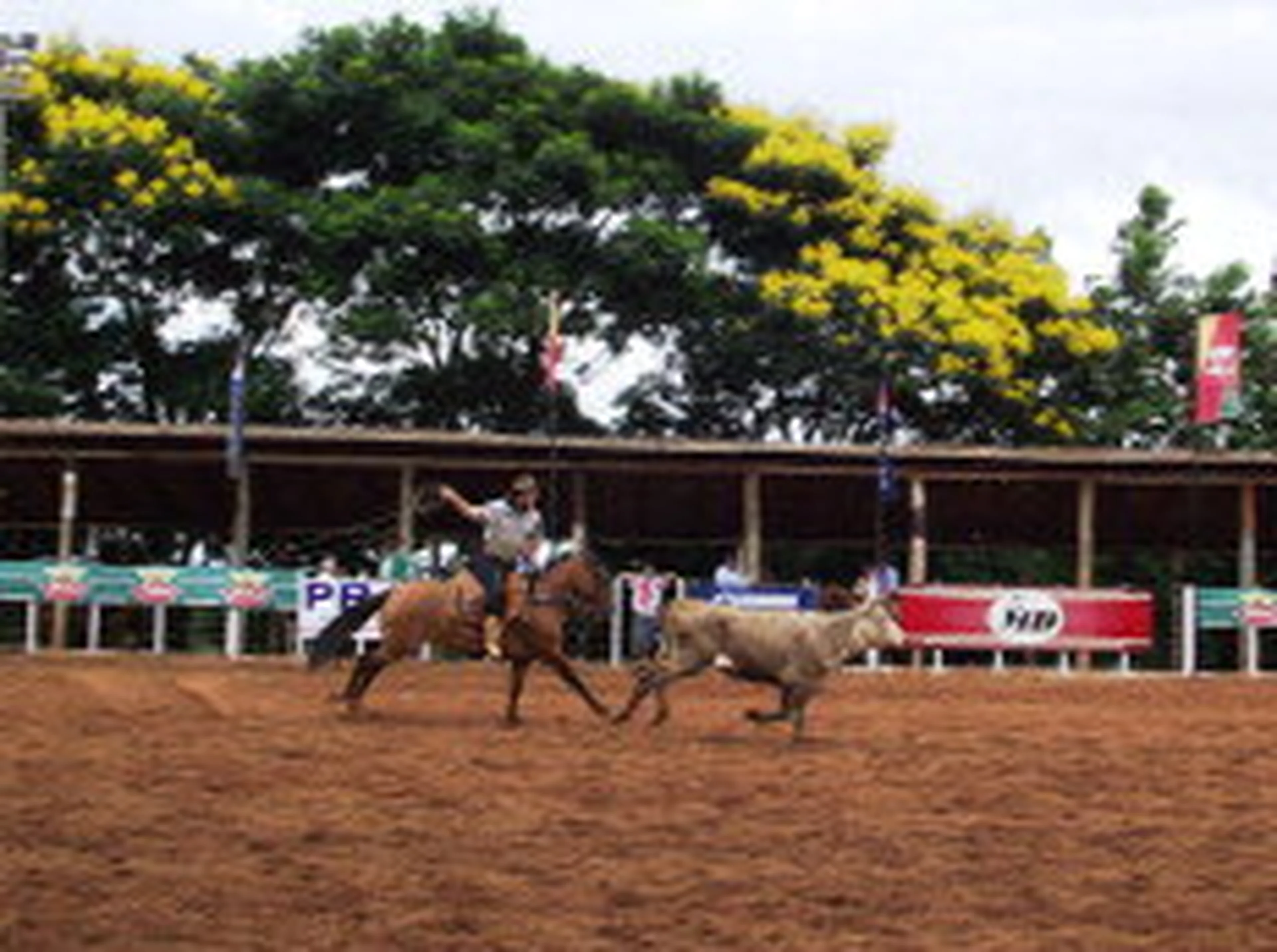 Fernanda da Costa, ClicRBS/null