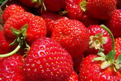 As frutas desempenham um importante papel na alimentacao sao fonte natural de vitaminas sais minerais e fibras A recomendacao e consumir ao menos tres ou quatro porcoes de frutas ao dia O ideal e sempre consumir a fruta da estacao mais saborosa e com precos menores durante sua safra Uma das vedetes do inverno e o morango E o que explica a nutricionista do hospital Samaritano de Sao Paulo Mariana Oliveira de Assis Exel 25 08 2010 morango,morangos,fruto,fruta,frutos,frutas,alimentação,alimentação saudável,qualidade de vida,comida,alimento,refeição,sobremesa,prevenção,bem-estar,cuidados,25082010
