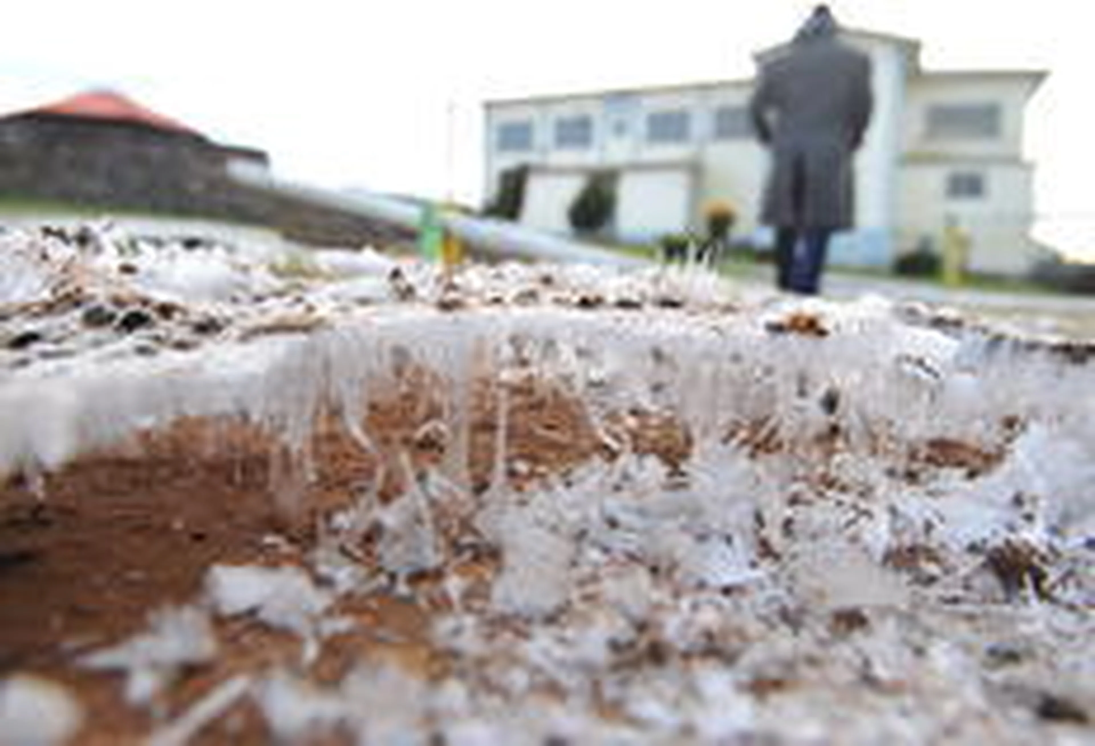 Lauro Alves/Agencia RBS