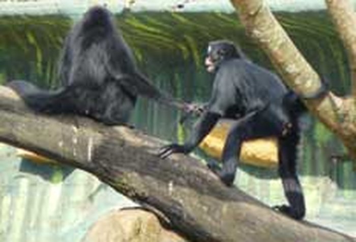 Macaco-aranha-da-colômbia