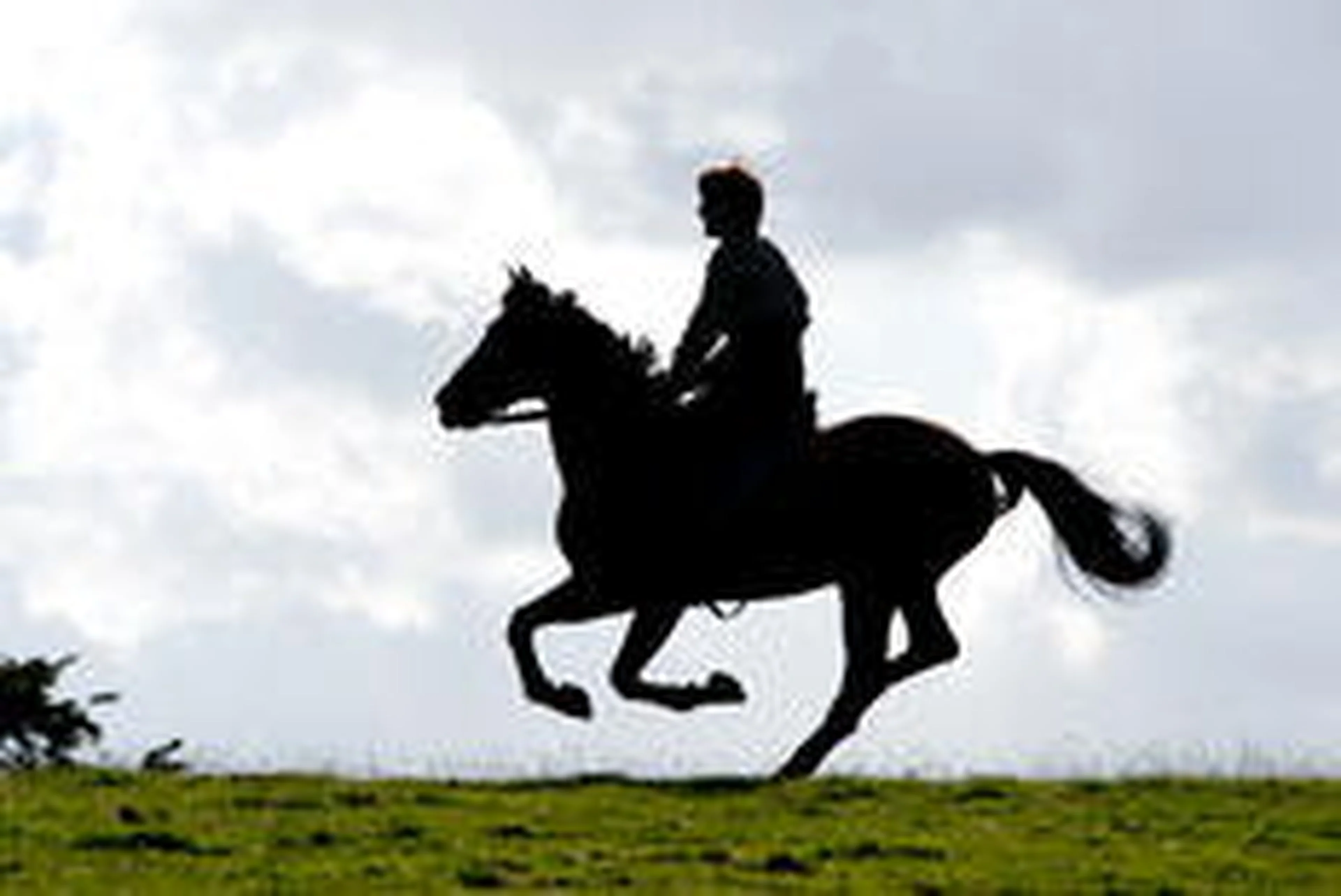 David Appleb/DreamWorks