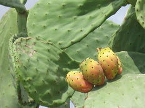 Cactus é rico em proteína, nutriente raro entre os vegetais | GZH
