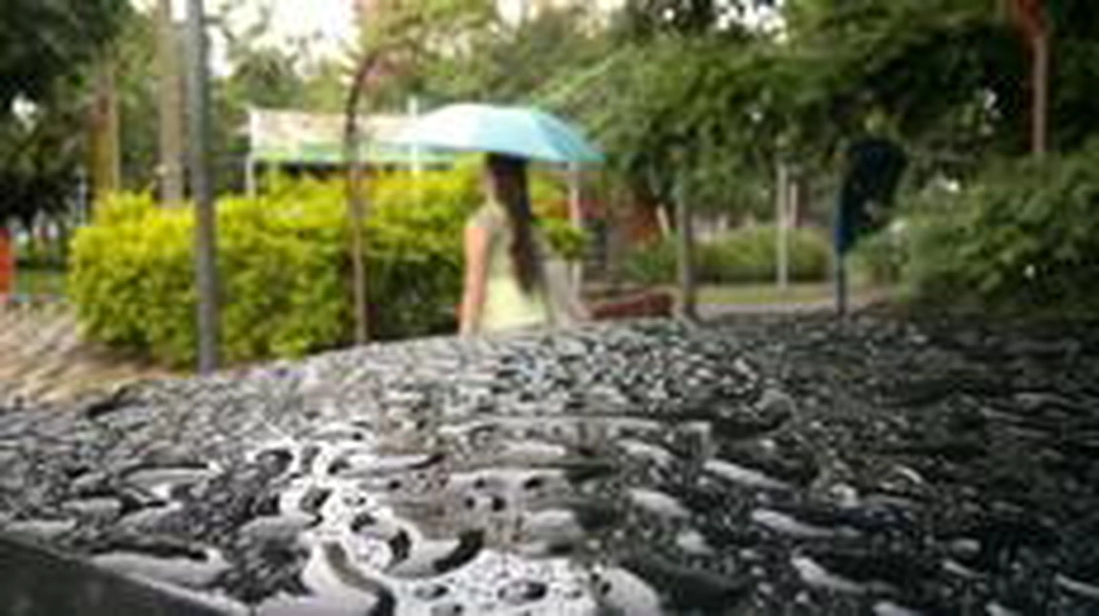 Miro de Souza/Sucursal Novo Hamburgo