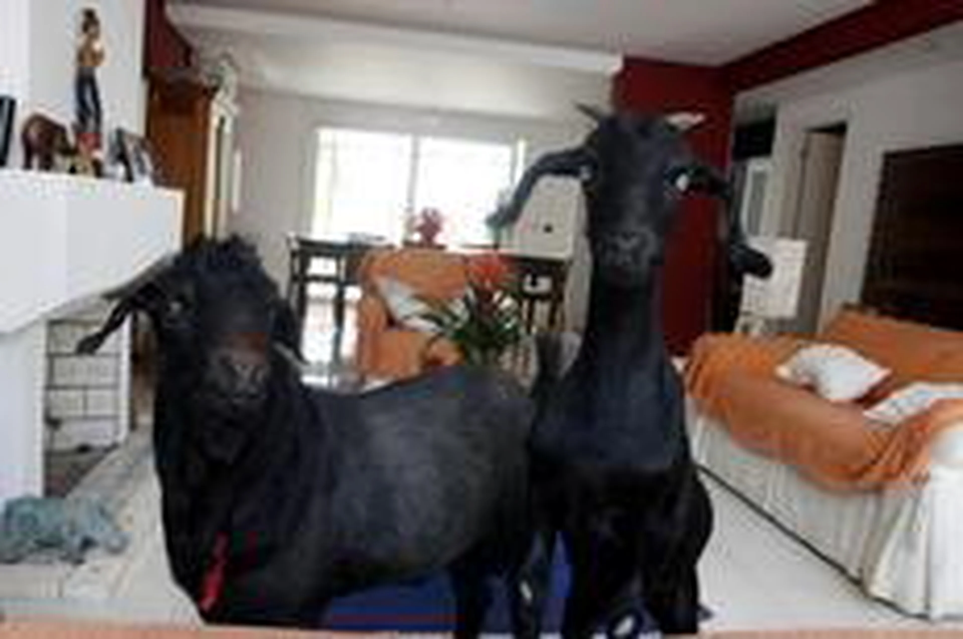 Ivo Gonçalves/Prefeitura de Porto Alegre,Divulgação