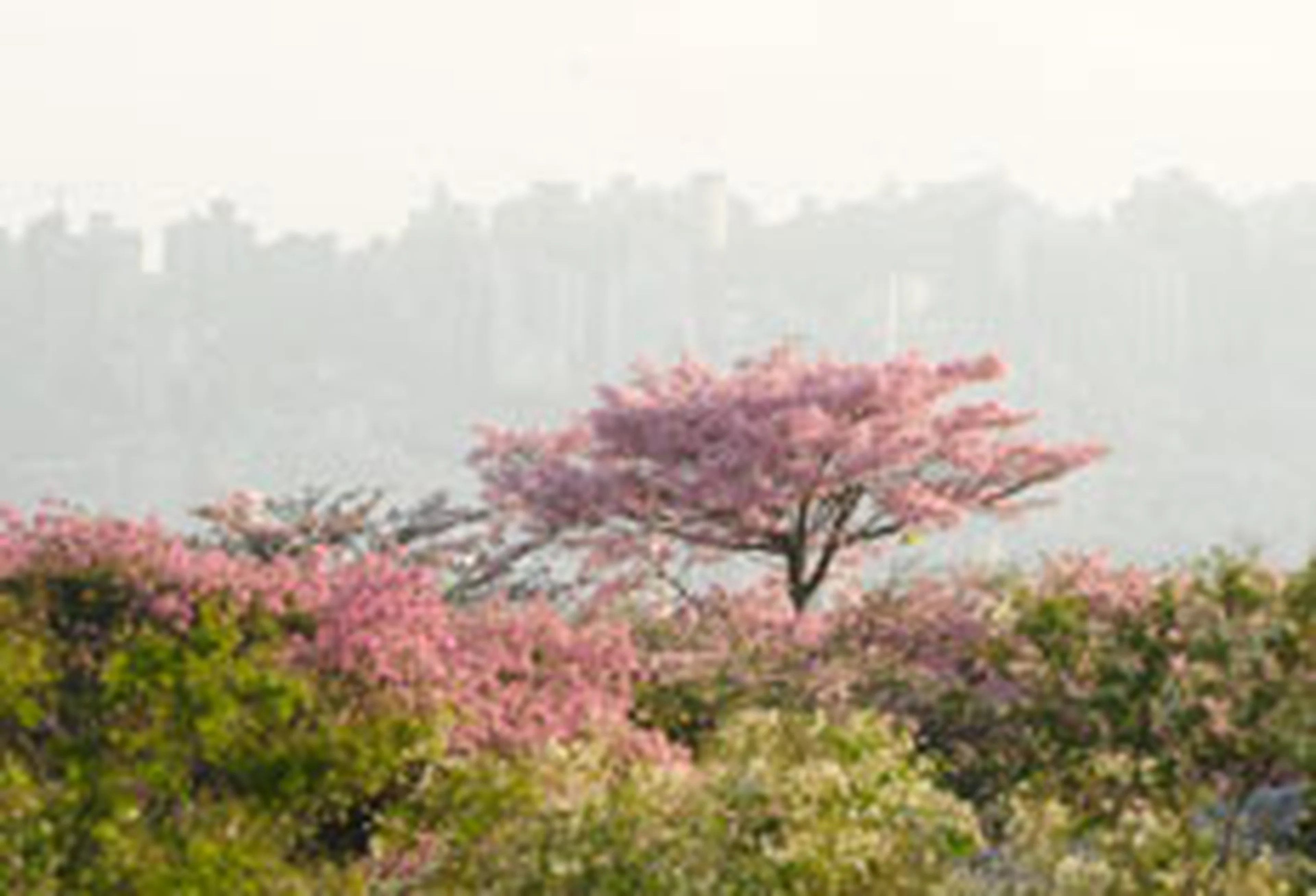 Ronaldo Bernardi/null