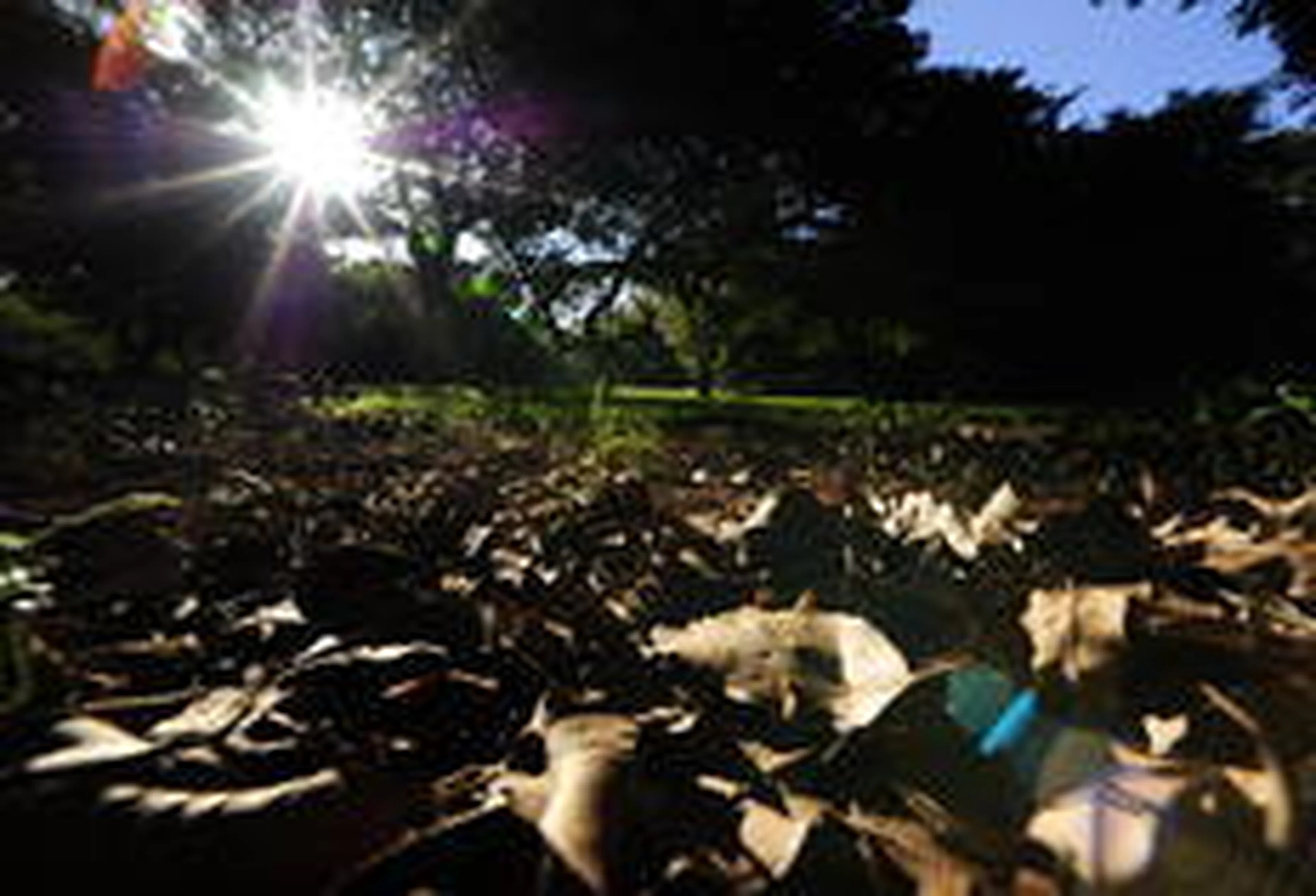 Ronaldo Bernardi/Agência RBS