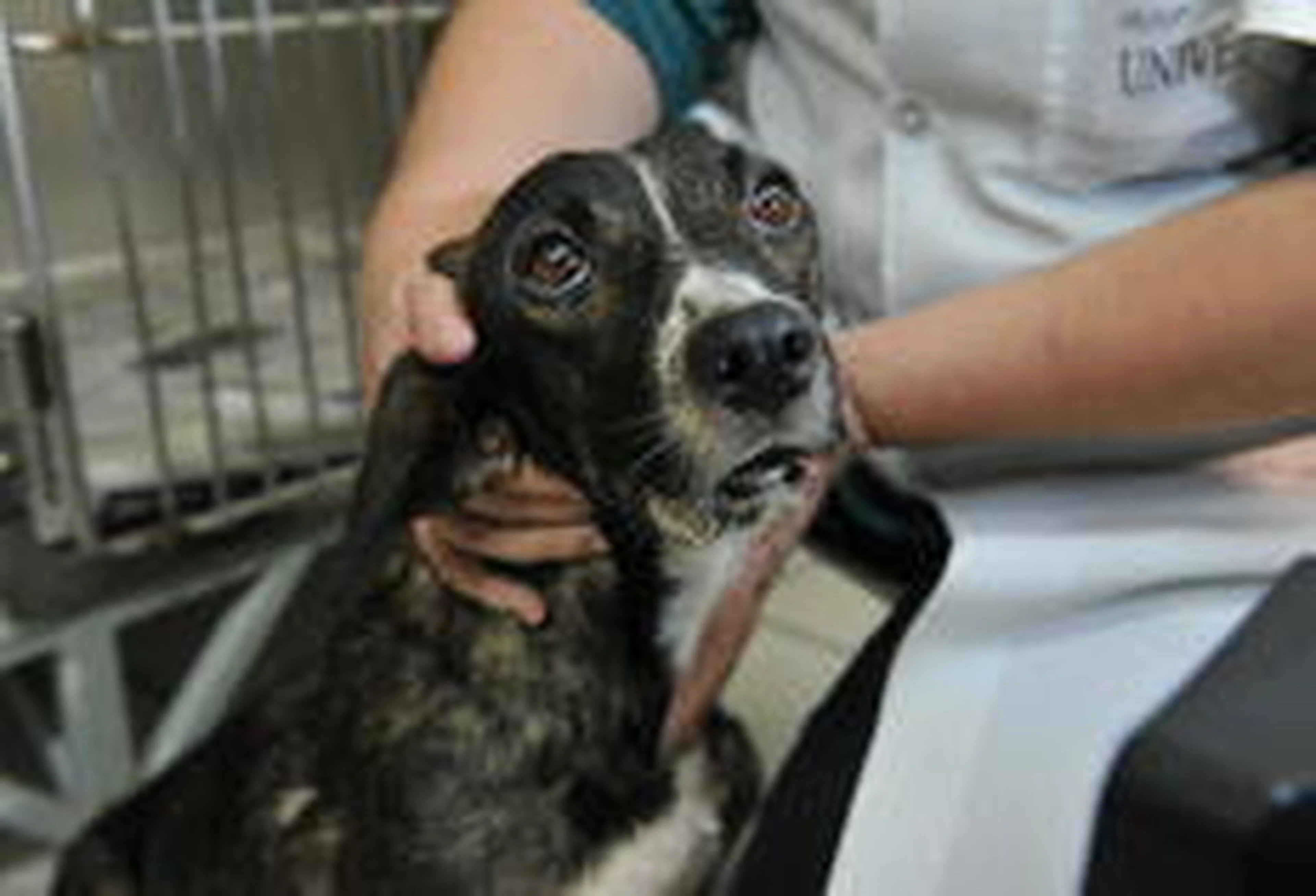 Jean Pimentel/Agencia RBS