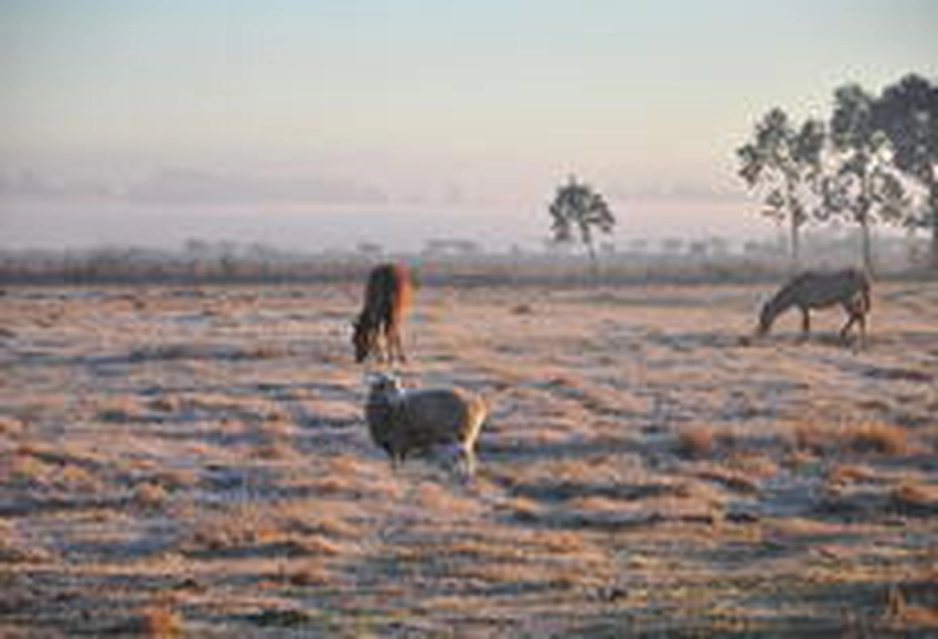 Nauro Júnior/Agencia RBS