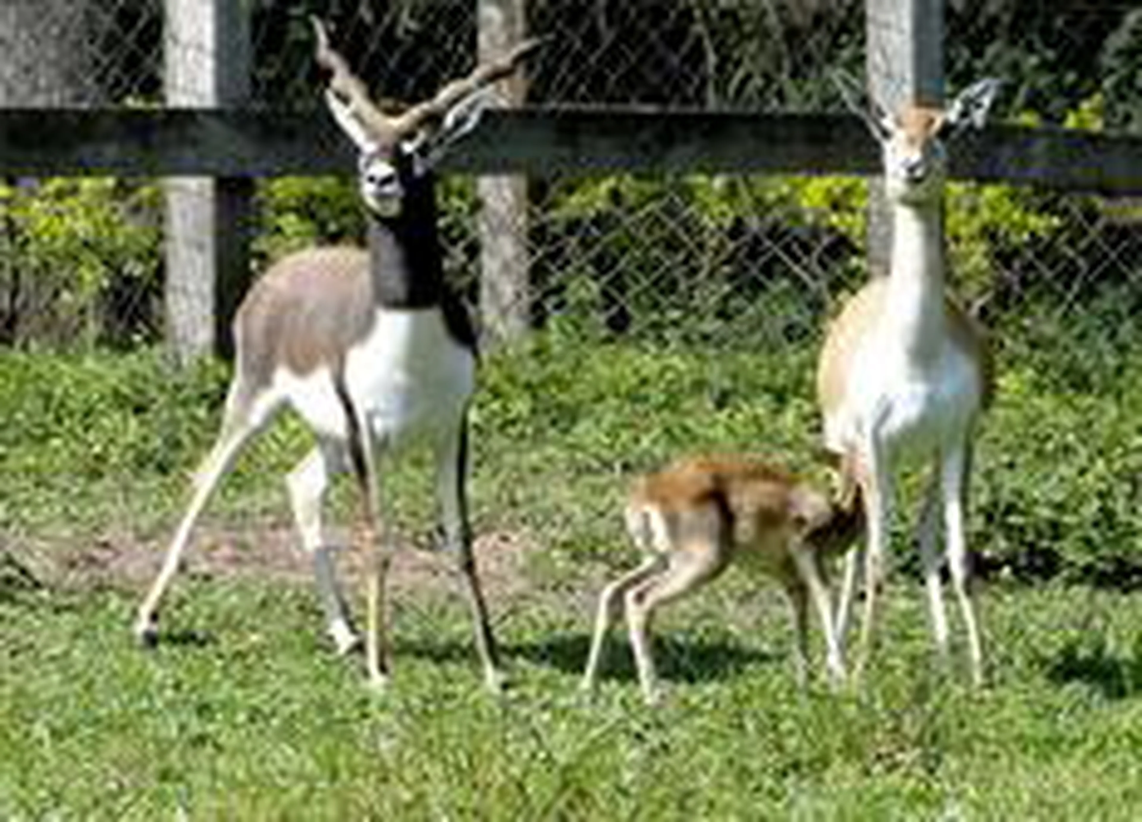 Divulgação/Parque Zoológico de Sapucaia do Sul