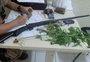 Liberação da maconha criaria uma "ilha da fantasia"
