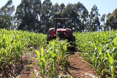 O produtor Osvaldo Otto, 61 anos, já sofreu acidente com um trator  na propriedade em que trabalha, de 60 hectares, em Barão de Cotegipe. As máquinas agricolas são responsáveis pela maior causa de mortes em acidentes no meio rural.