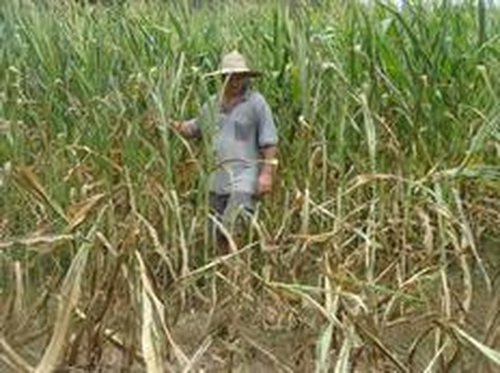 Enio Luiz Wittmann / Divulgação