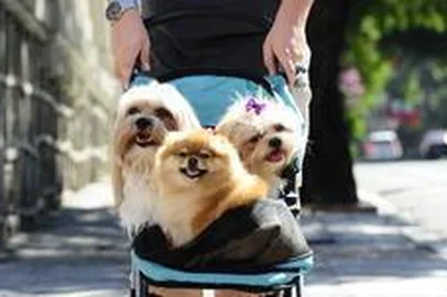  Viamão - RS - Brasil - 29.01.2013 - Negócios PET.Clóvis Kerber passeia com seus pets dentro de carrinho de bebê. Foto:Mauro Vieira/Zero Hora.