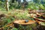 A Polícia Militar Ambiental (PMA) de Lages flagrou desmatamento de 187 araucárias na localidade de de Campina Dorgelo, interior de São José do Cerrito. A polícia chegou até o local nesta segunda-feira após denúncia anônima. As toras das árvores foram encontradas espalhadas em duas propriedades. 12/03/2013