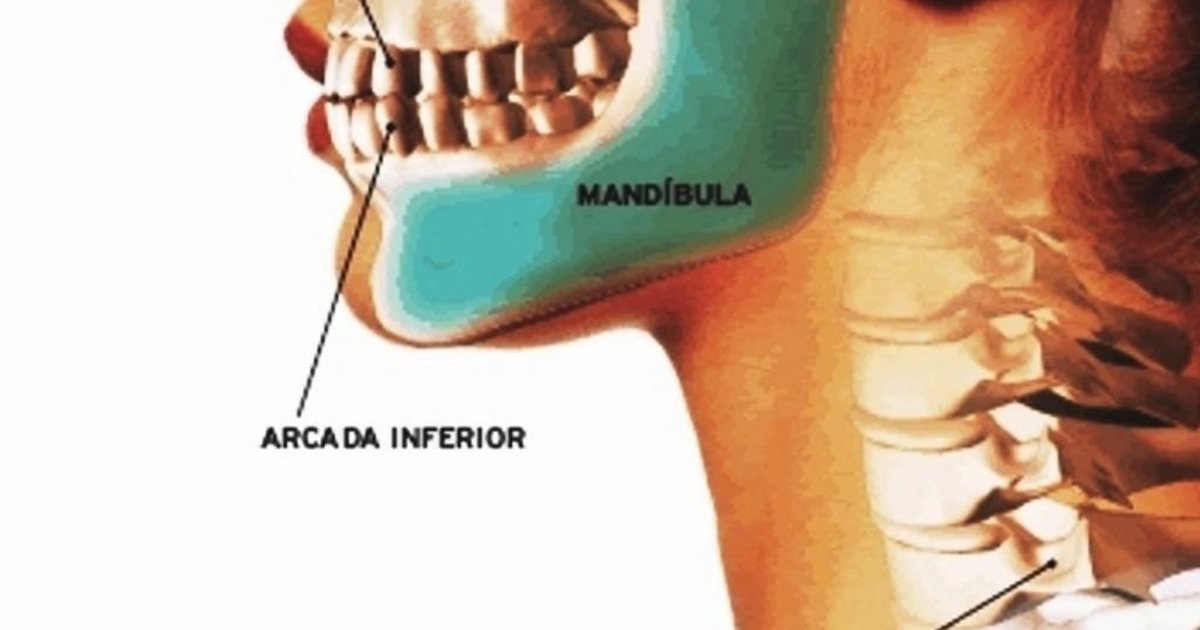 Onde Fica A Mandibula - FDPLEARN