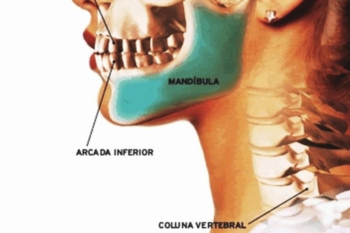 Homem Mandíbula Ou Maxilar Osso Com Dentes Em Três Quartos De