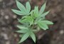 Senado avança em proposta que libera cultivo da maconha para uso medicinal 