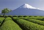 Japão limitará pela primeira vez visitas ao Monte Fuji