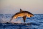 concurso de fotos da national geographic,tubarão branco se alimentando