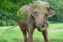 Morre a elefante Mila, do Zoológico de Sapucaia