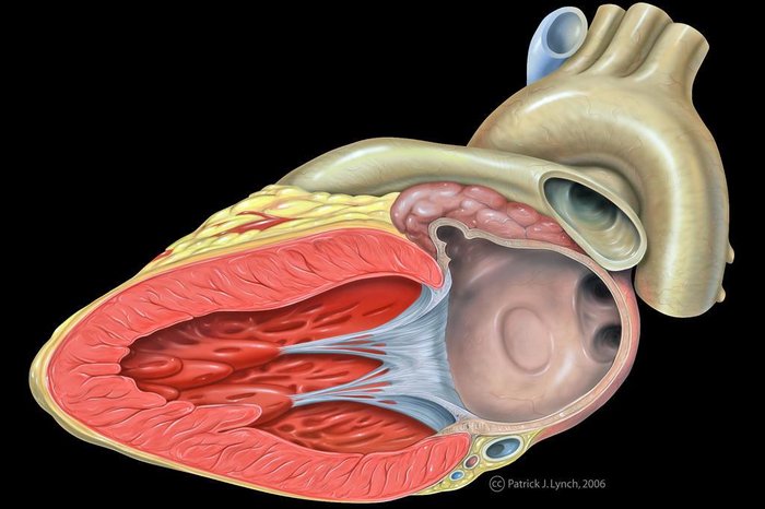 Tecido De Coracao Humano Cultivado Em Laboratorio Se Contrai Espontaneamente Gzh