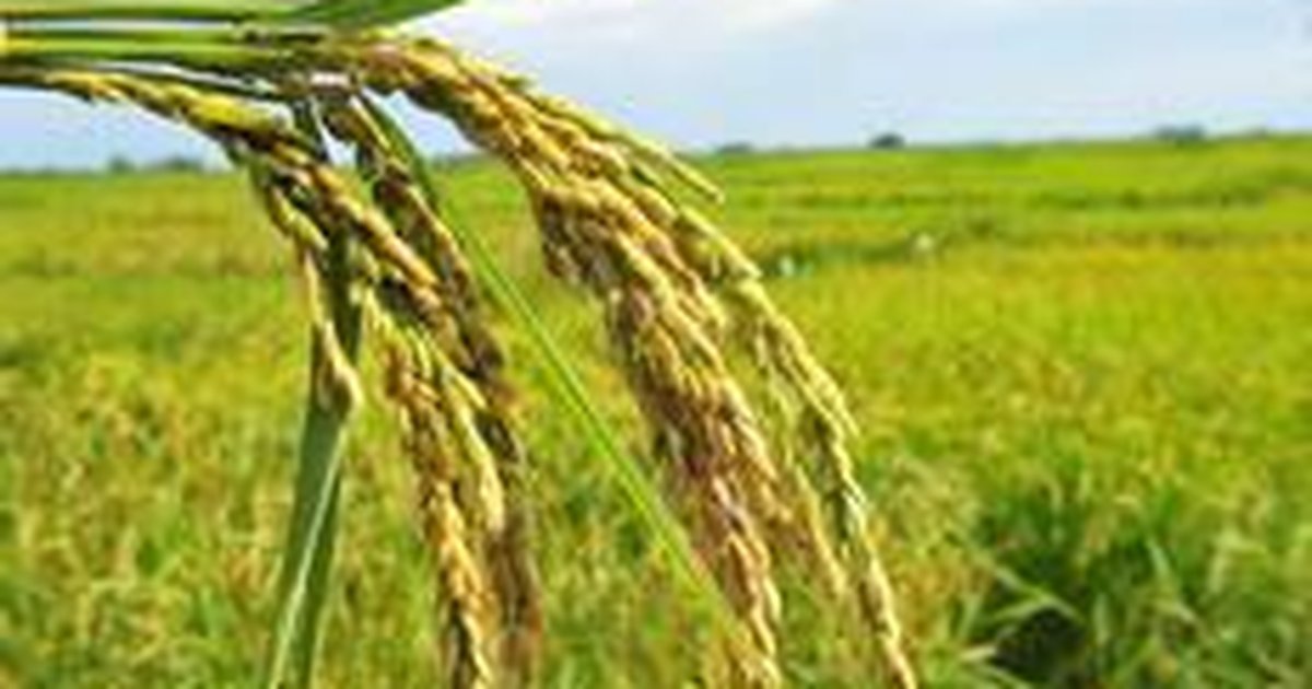 Resultado de imagem para arroz plantação