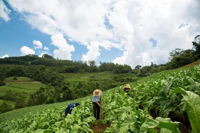 Lauri Schwinn, 50 anos, é um exemplo dos reflexos econômicos do tabaco no Vale do Rio Pardo. Depois de anos como arrendatário, quando produzia fumo e parte era repassada para o proprietário da lavoura, comprou o primeiro pedaço de terra há 20 anos. Nos 10 hectares localizados no interior de Santa Cruz do Sul, propriedade considerada de tamanho pequeno, e com trabalho exclusivamente familiar, a planta que lhe garante renda é o tabaco. Além disso, cultiva horta, pés de fruta, culturas de subsistência, galhinha e gado.