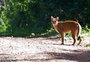 Ameaçada de extinção, rara onça-parda é fotografada no Parque Estadual do Turvo
