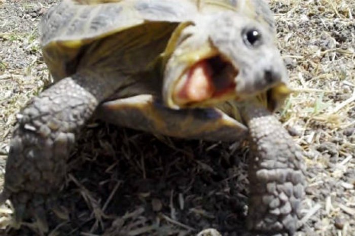 Susan Tellem / American Tortoise Rescue