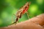 O mosquito Anopheles albimanus  alimentando-se em um braço humano. Este mosquito é um vetor da malária