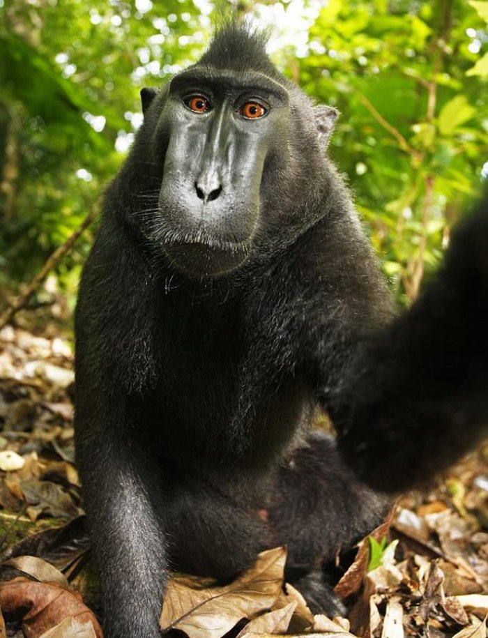 Fotografia Com Foco Raso Do Macaco Branco · Foto profissional gratuita