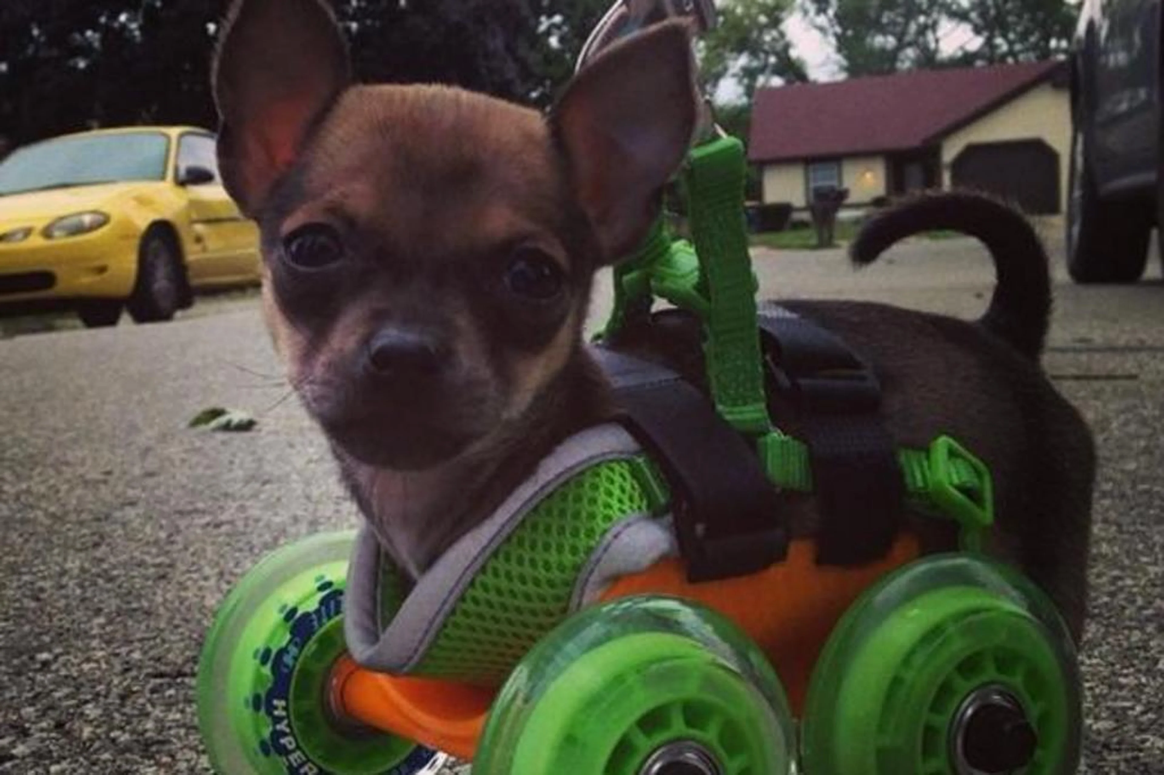 @turbo.roo/Instagram