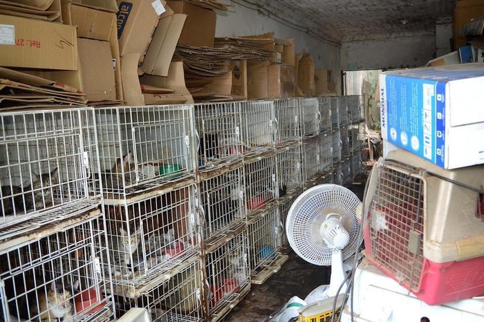 Guerreiro / Divulgação Seda