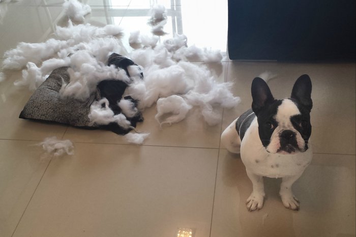 O Que Fazer Quando Seu Pet Come Insira Aqui Qualquer Coisa Gaúchazh