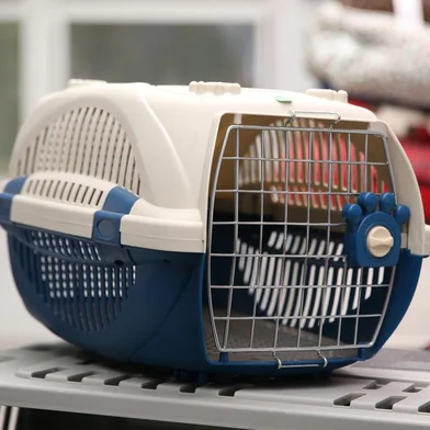  Como transporter seu animal de estimação com segurança em veículos.Indexador: Diego Vara