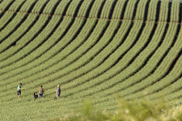 Juan Barbosa / Agencia RBS