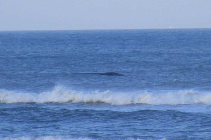 Thiago Nóbrega Lisboa / Projeto Baleias do Rio Grande do Sul