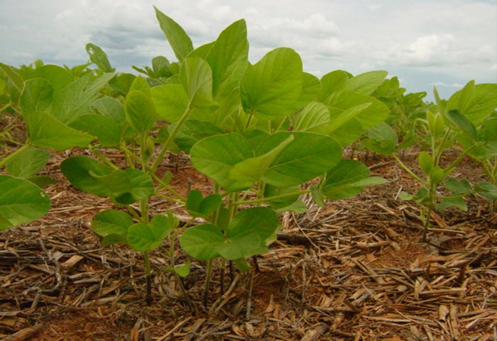 Divulgação / Associação de Agricultores e Irrigantes da Bahia