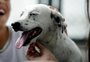 Entenda por que pessoas consideram pets como filhos