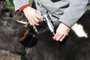 aftosa - vacinação - febre aftosa - bovinos - pecuária - canal rural