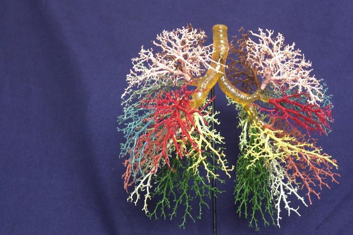 Paulo Franken / Agencia RBS