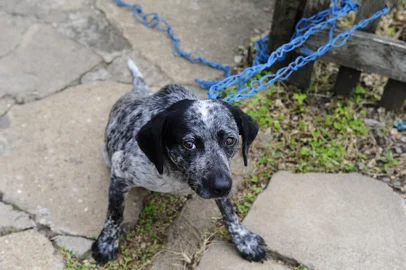  BOM JESUS, RS, BRASIL - 25-11-2014 - Dezenas de cães são envenenados em Bom Jesus, causando grande preocupação na comunidade.Polícia envestiga os autores do envenenamento nos animais.(FOTO: RONALDO BERNARDI/AGÊNCIA RBS)Na foto:Cachorro salvo pelo veterinário  Jackson Longhi