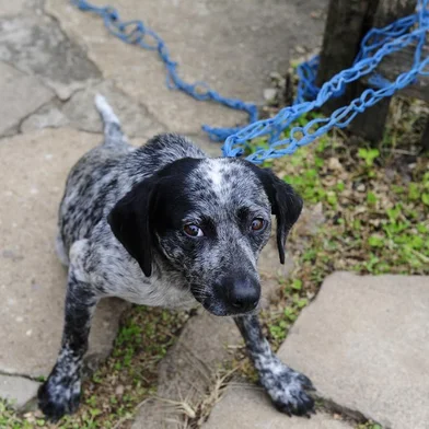  BOM JESUS, RS, BRASIL - 25-11-2014 - Dezenas de cães são envenenados em Bom Jesus, causando grande preocupação na comunidade.Polícia envestiga os autores do envenenamento nos animais.(FOTO: RONALDO BERNARDI/AGÊNCIA RBS)Na foto:Cachorro salvo pelo veterinário  Jackson Longhi