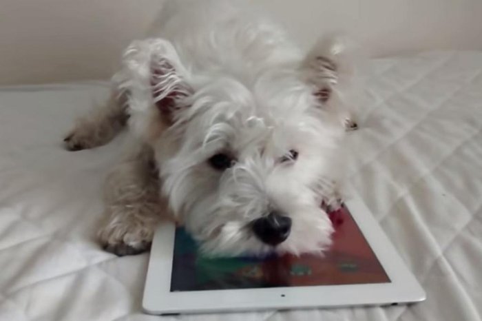 Jogos em tablet para gatos divertem pets e donos