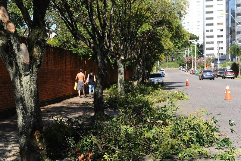  CAXIAS DO SUL, RS, BRASIL, 26/01/2015 - Codeca começa a poda das árvores na Rua Plácido de Castro. (JONAS RAMOS/PIONEIRO)