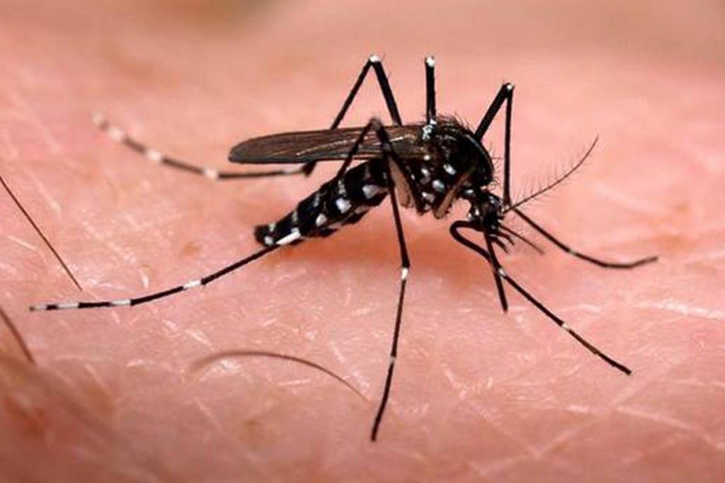 Confirmada segunda morte por dengue no Rio Grande do Sul GZH