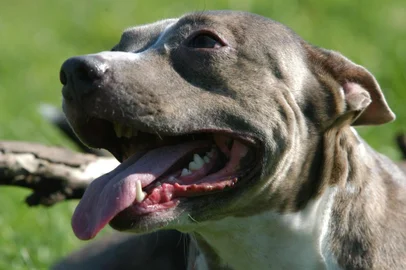 Uso obrigatório de coleiras para cachorros da raça Pit Bull.