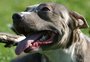 Governo de SC restringe circulação de pitbulls, impõe castração e prevê multa de R$ 5 mil em caso de descumprimento