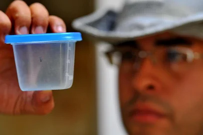  PORTO ALEGRE, RS, BRASIL, 14.03.2013, 9:00 - Dengue, programa municipal de prevenção. Urubatã dos Santos, agente de combate a endemias com mosquito vivo encotrado na Chácara das Pedras  - Foto: Emilio Pedroso - Zero Hora