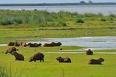  RS, BRASIL - 30-04-2015 - Estação Ecológica do Taim (ESEC Taim) é uma unidade de conservação de proteção integral da natureza localizada no sul do estado do Rio Grande do Sul.(FOTO: LAURO ALVES/AGÊNCIA RBS)